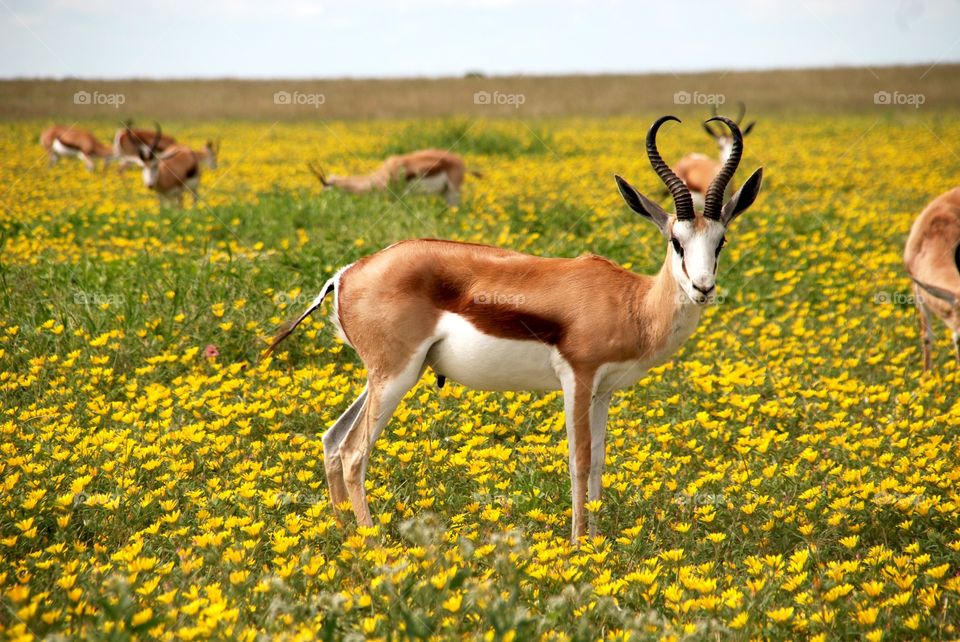 a springbok standing alert and starring at the potential enermy