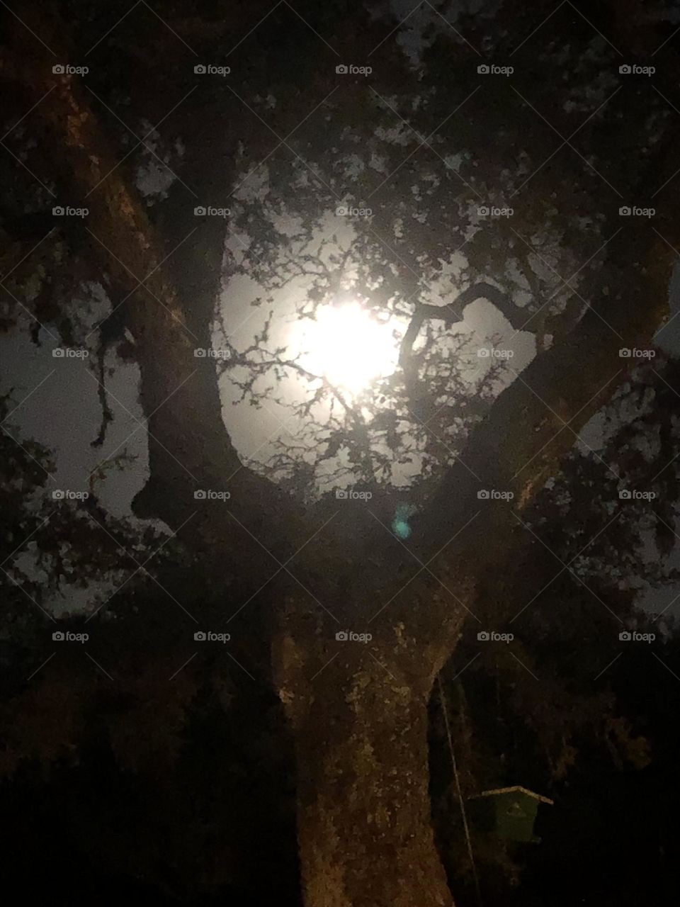 Full moon last night here at the ranch in Texas. Caught it between the branches of the live oaks, glowing in all its glory! And of course it was before 6am ππ»
