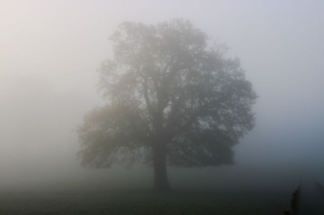 Oak