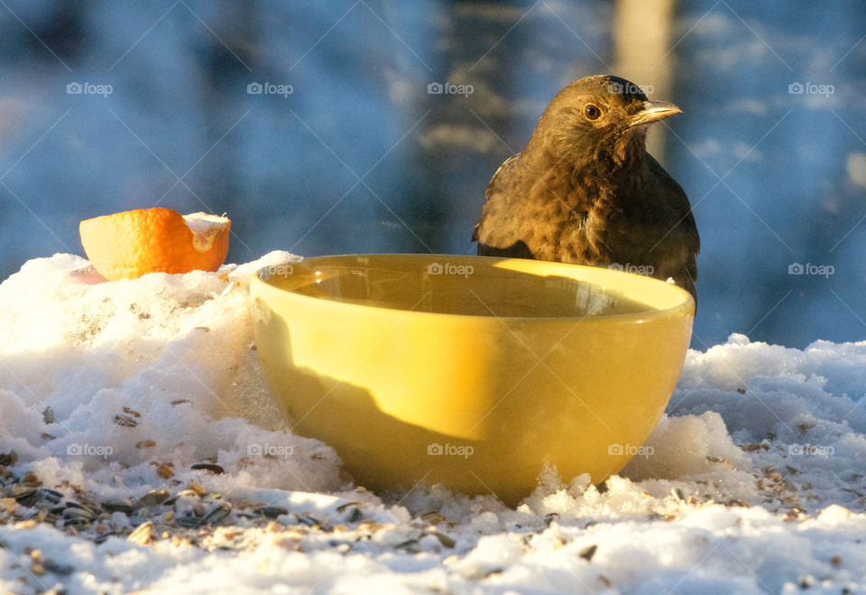 Hungry bird. 