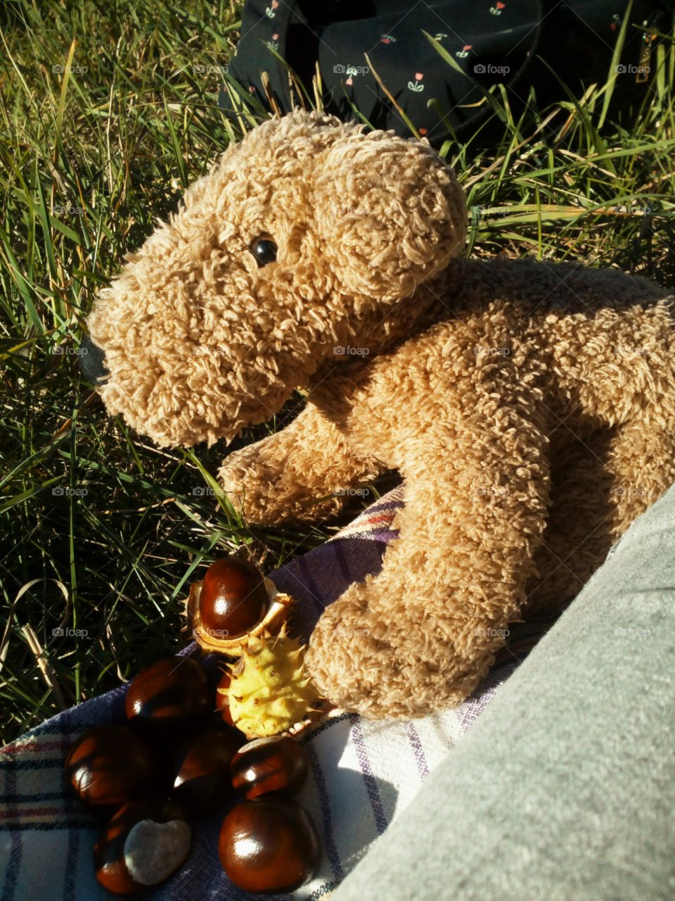 Toy, No Person, Teddy, Nature, Outdoors