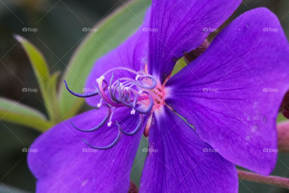 Purple Flower