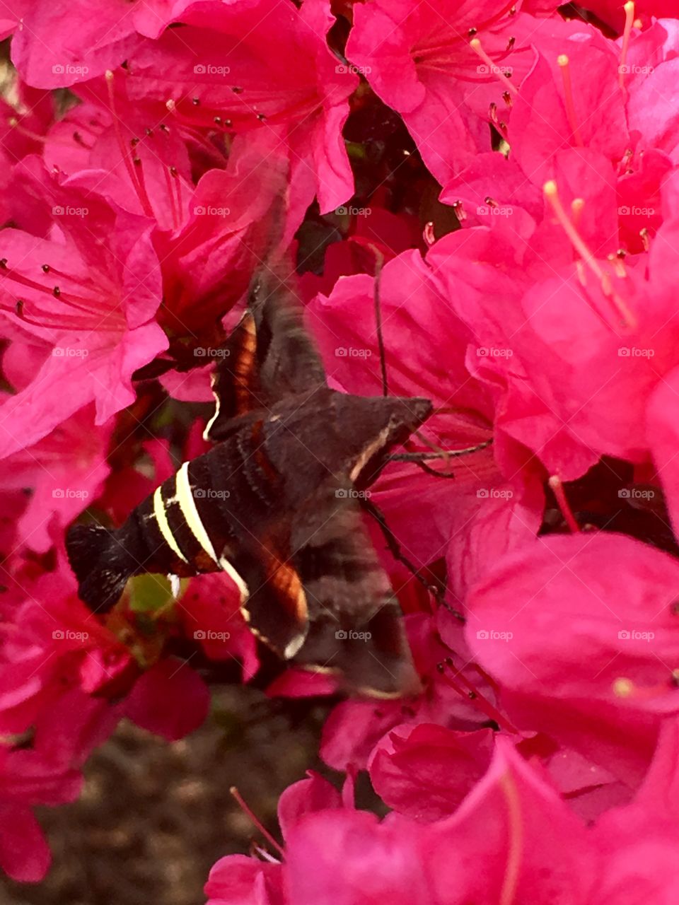 This is a nessus sphinx moth, a/k/a an amphion floridensis (hummingbird moth) I caught drinking nectar today on Bubbie’s red azalea... lovely creature! *grin* 




Sent from my iPhone