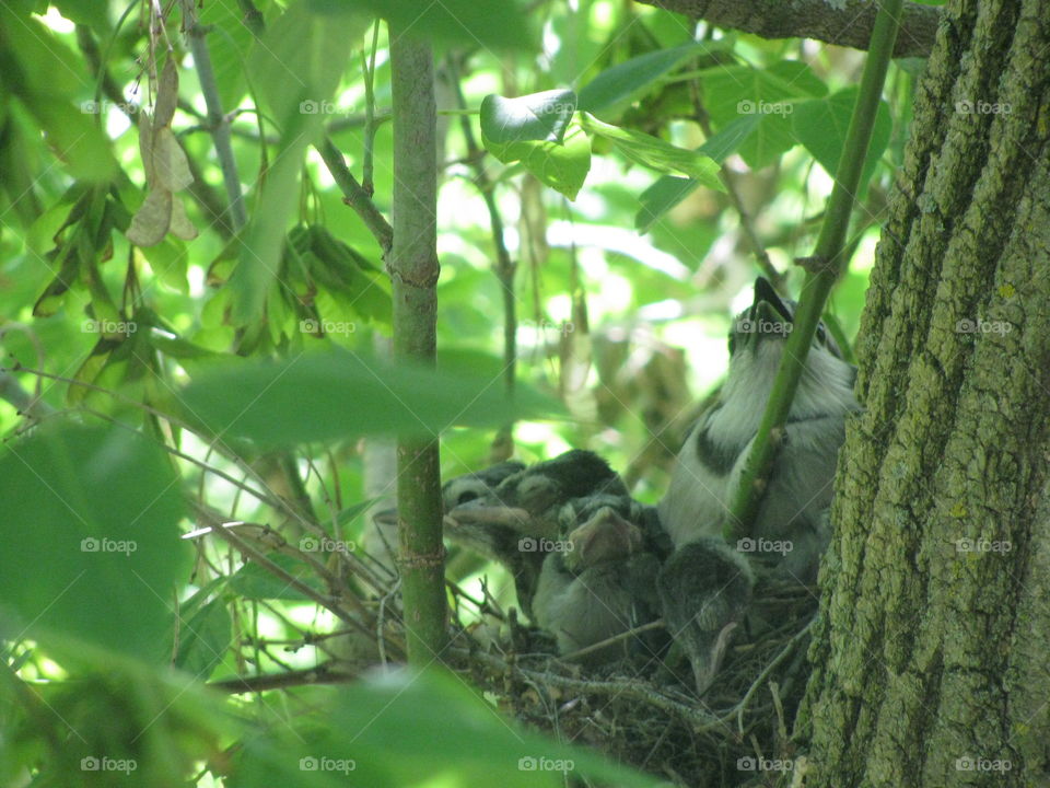 Baby blue jays and mama . Blue jays in nest