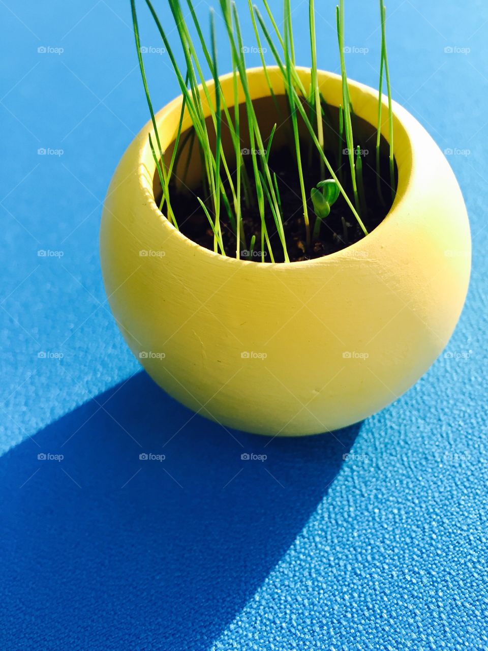 Grass in a yellow pot