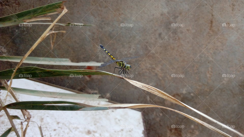 dragon fly on dry leaf