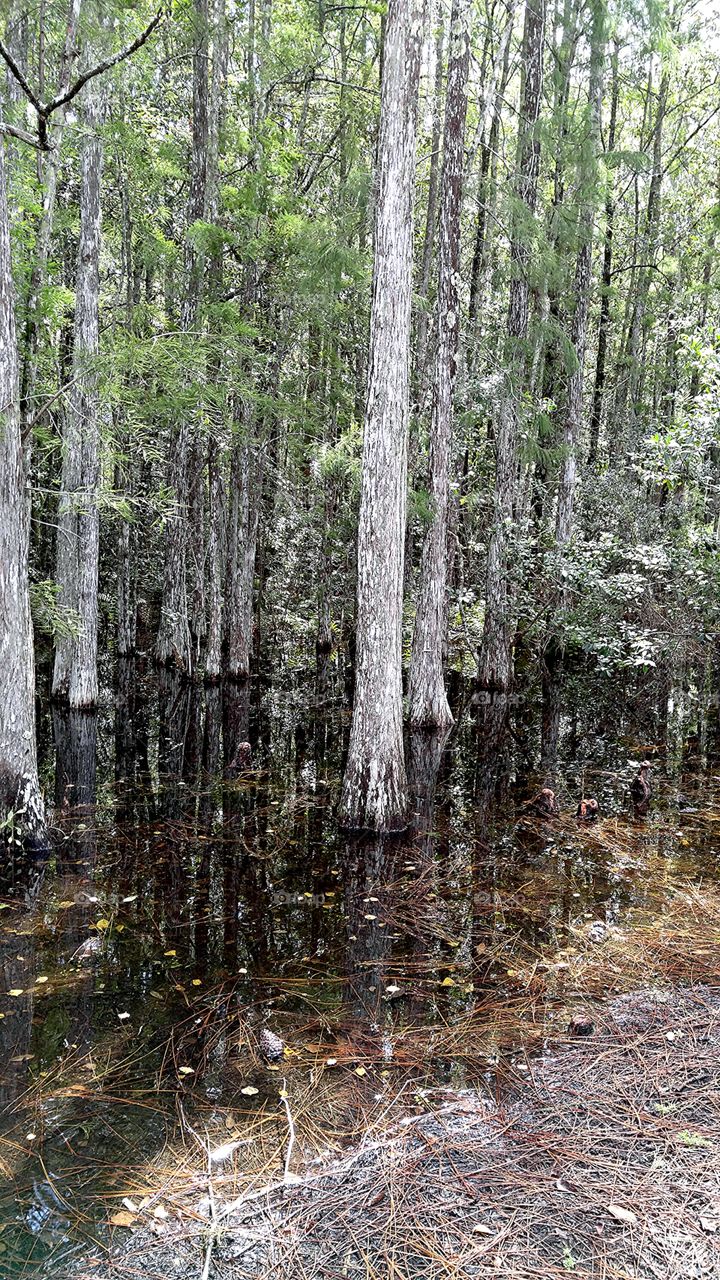 swamp land
