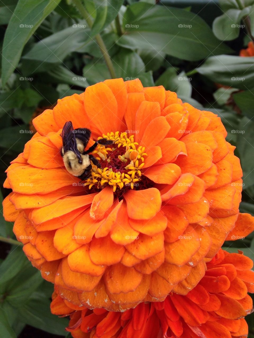 Orange flower,and bumble bee!
