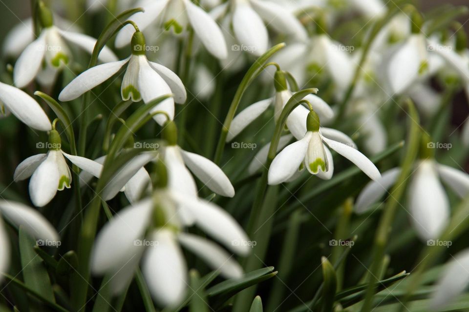 Snowdrop flowers