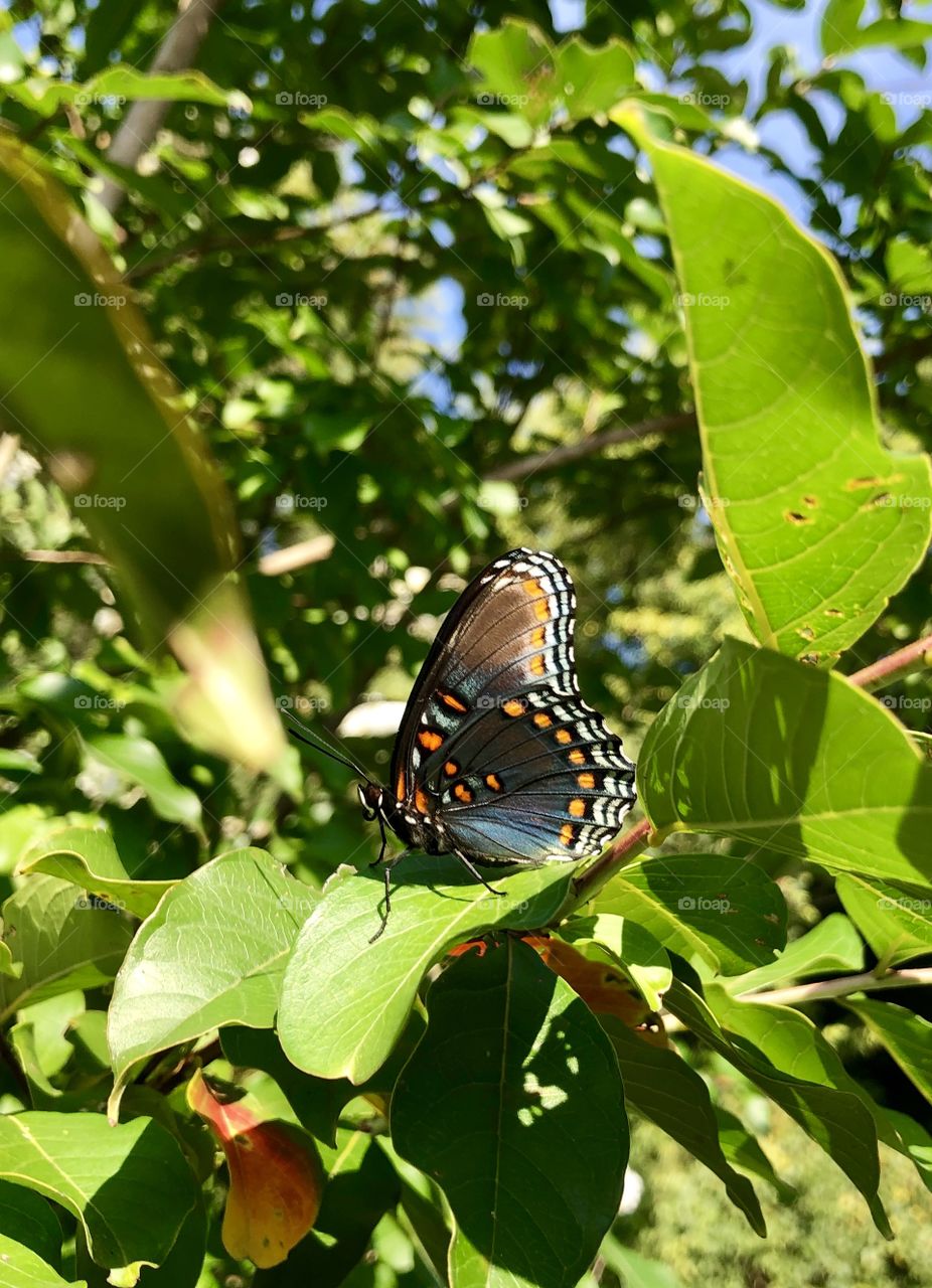 Colorful butterfly on a tree branch 
