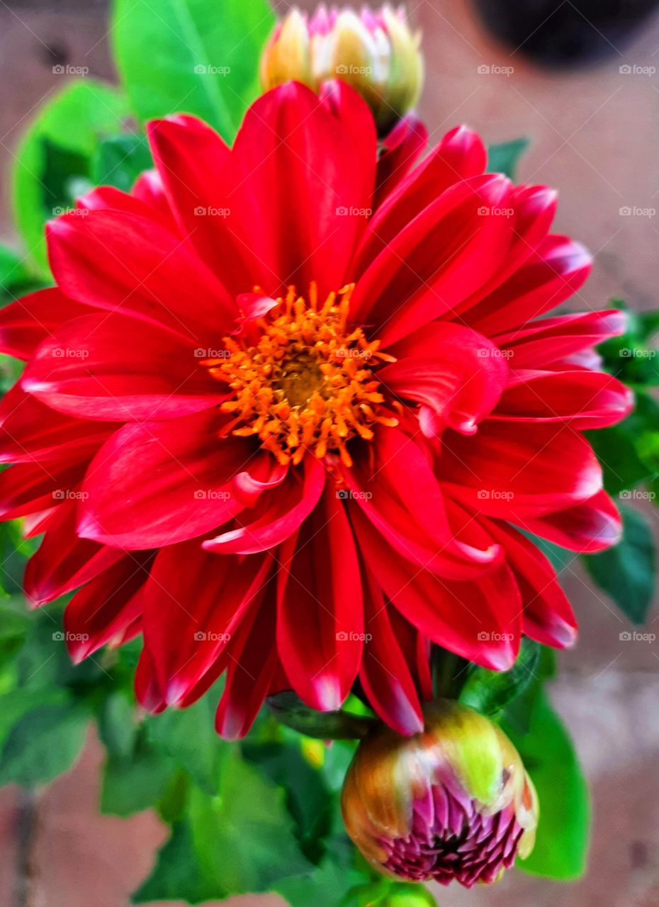 Red flower,plant,colorful,nature,petal,flower,red,floral,blossom,blooming,garden,botany
