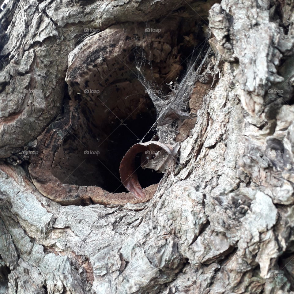 hollow in the old willow  tree with cobweb