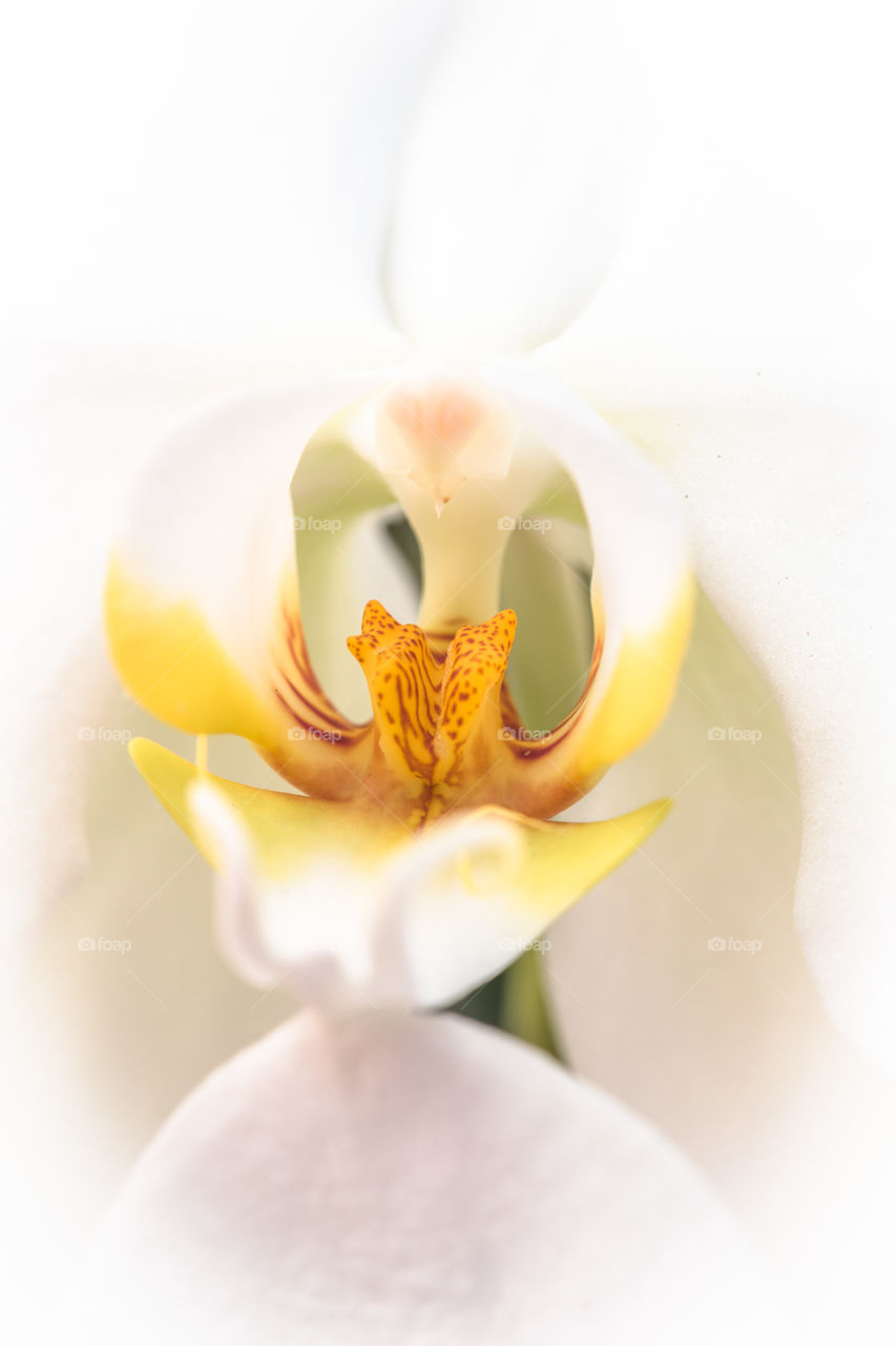 Close up of orchid flower