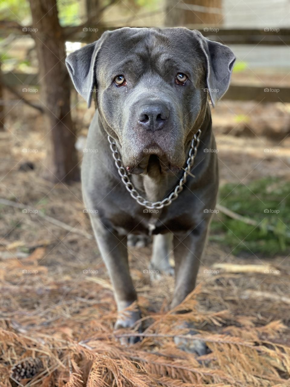 Cane Corso - Titan 