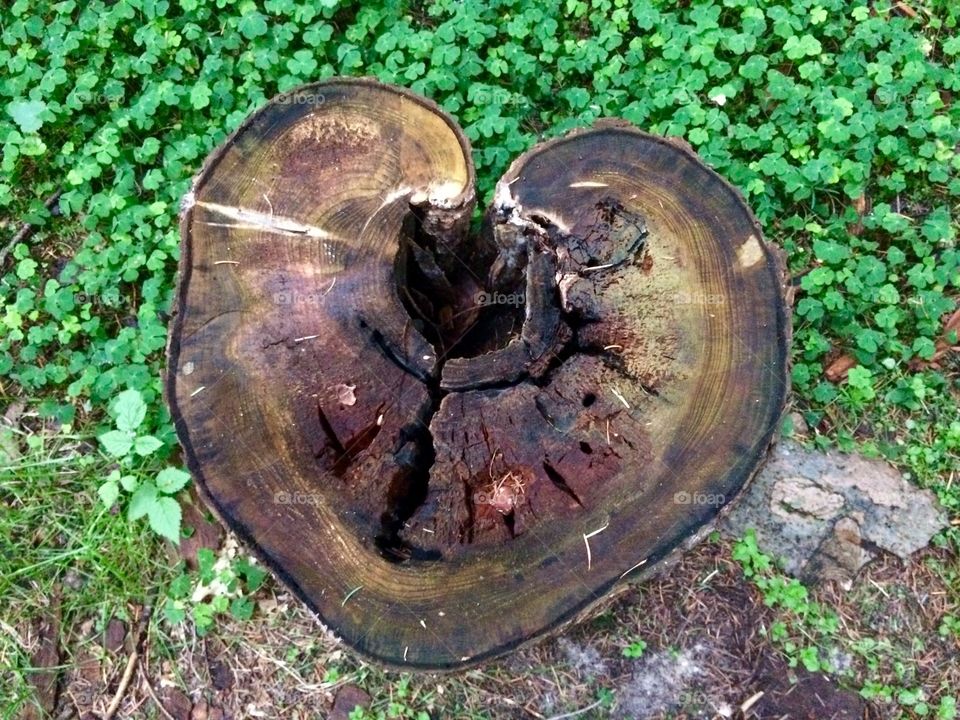 Heart in nature 