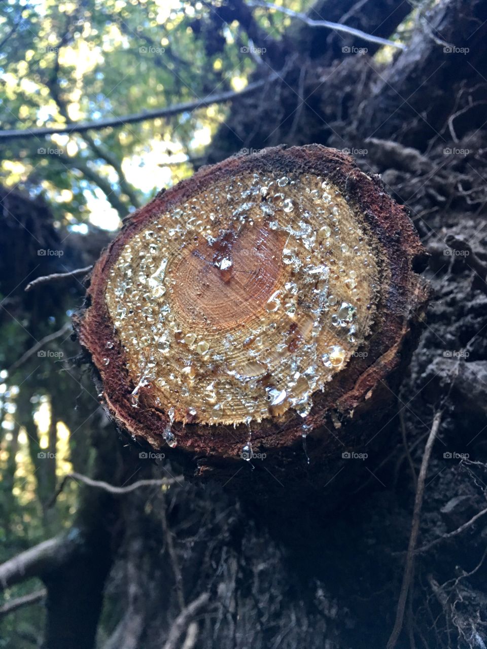 Freshly cut tree limb displaying drops of sap