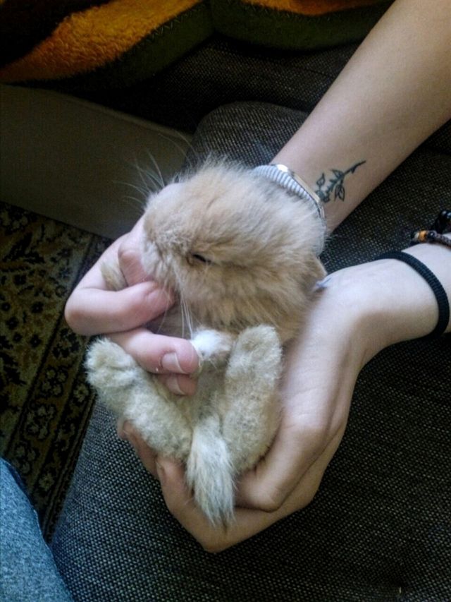 Puffy