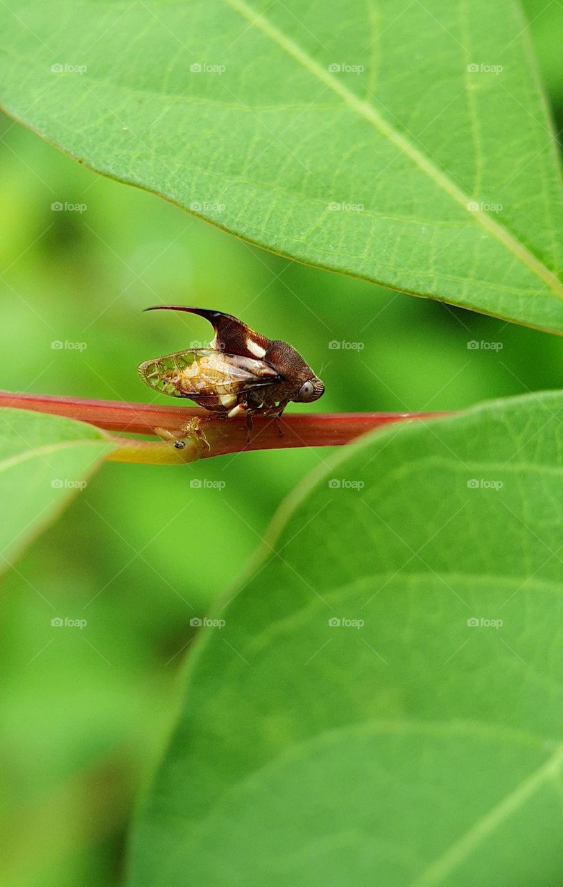 Thorn-hopper (Tree hopper)