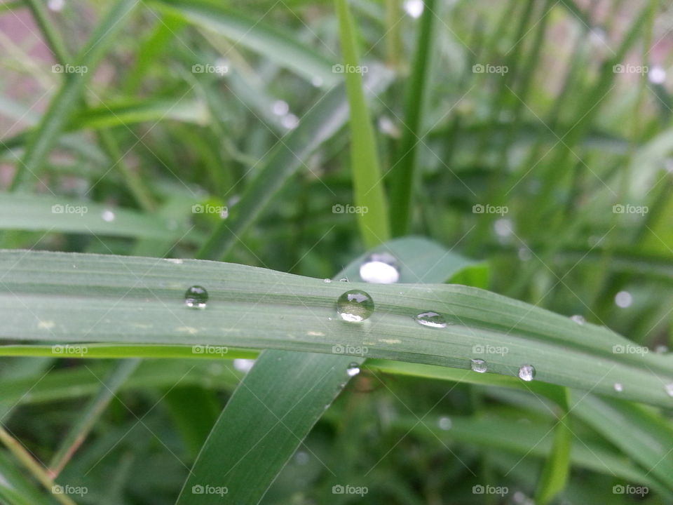 rain drops. love is like a rain water