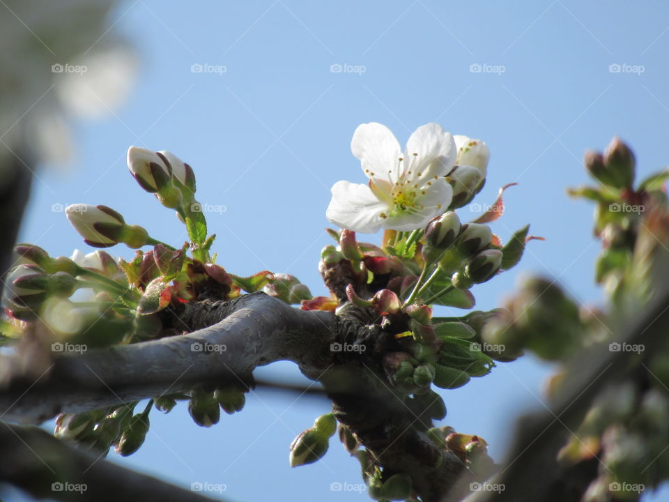 Cherry blossom buds and flowers with blue sky in the background