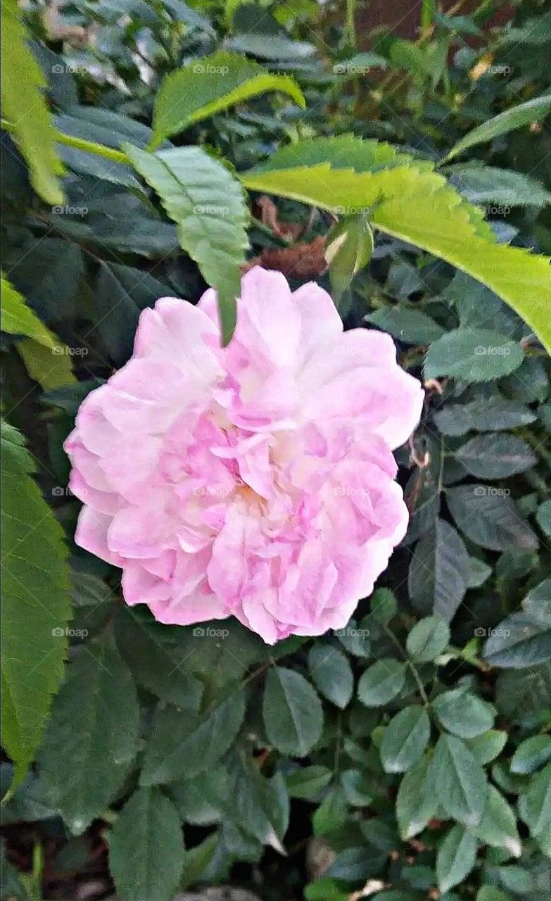 most beautiful and attractive flowers in the garden.