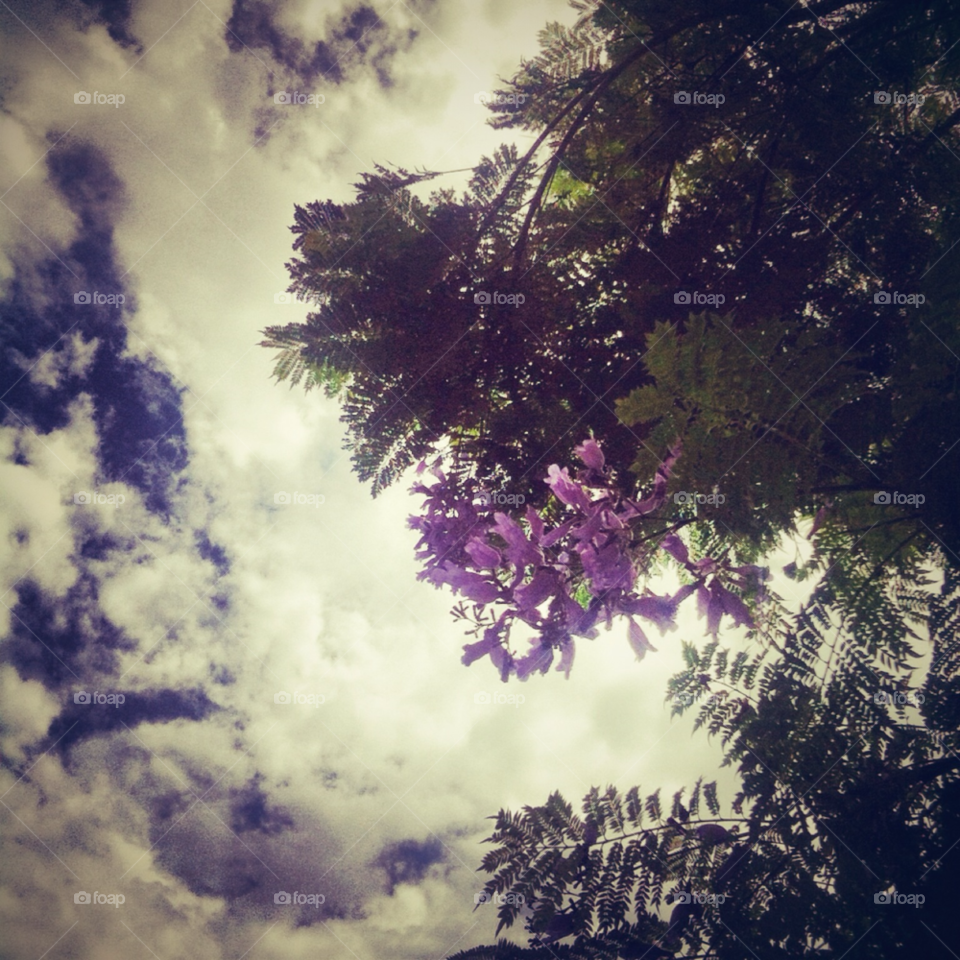 sky flower purple tree by darrellalonzi