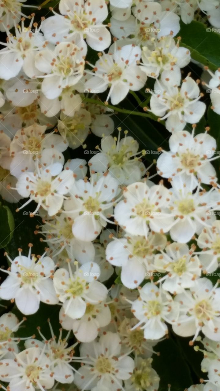 beautiful flowers. spring blooms