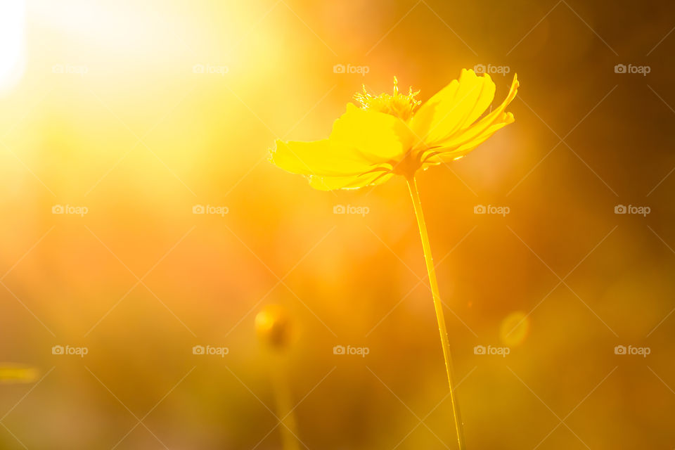 sunset. glod light and yellow flower in the garden