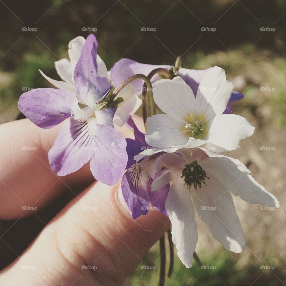 Flower, Nature, No Person, Flora, Petal