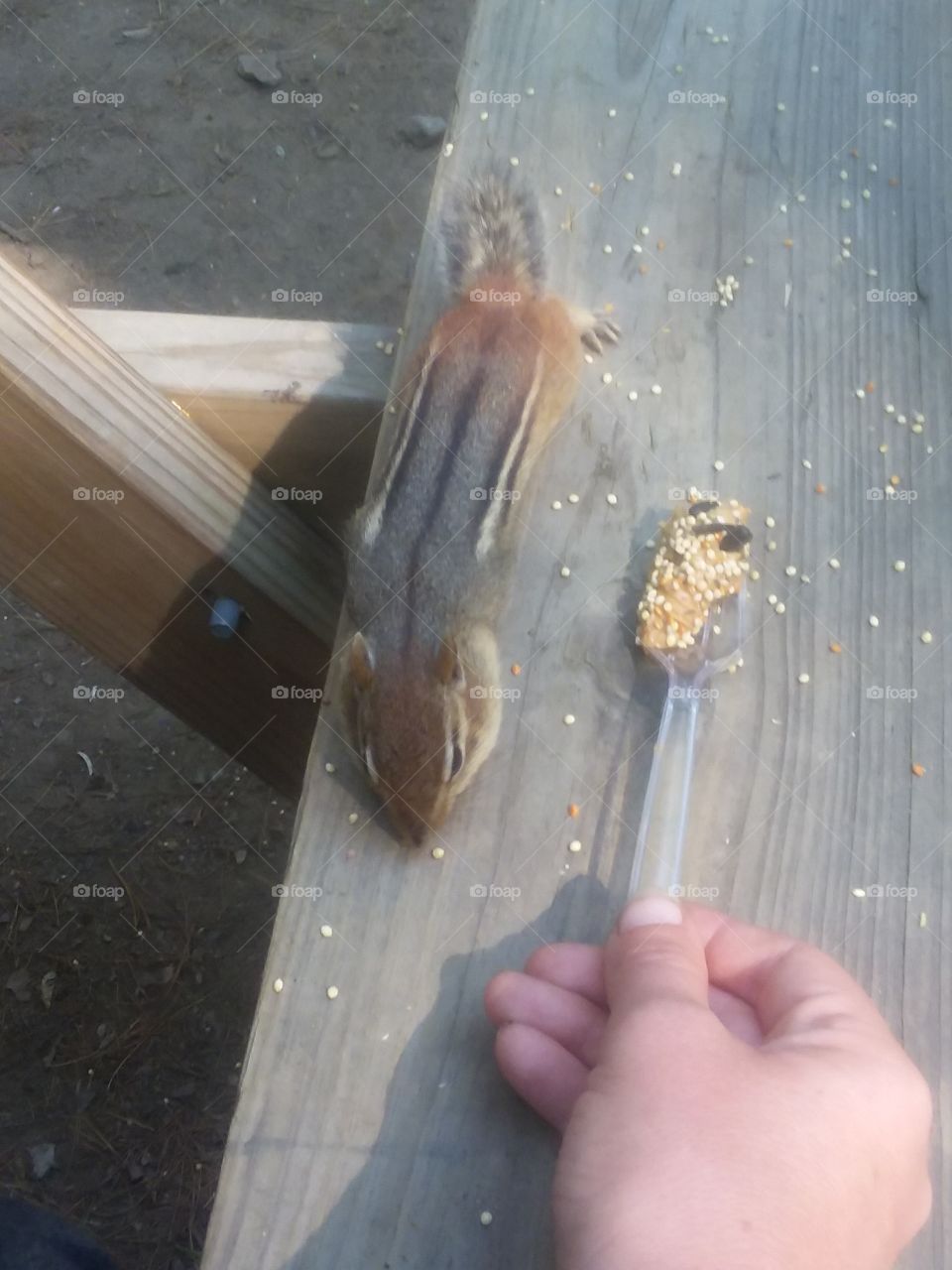feeding chipmunk