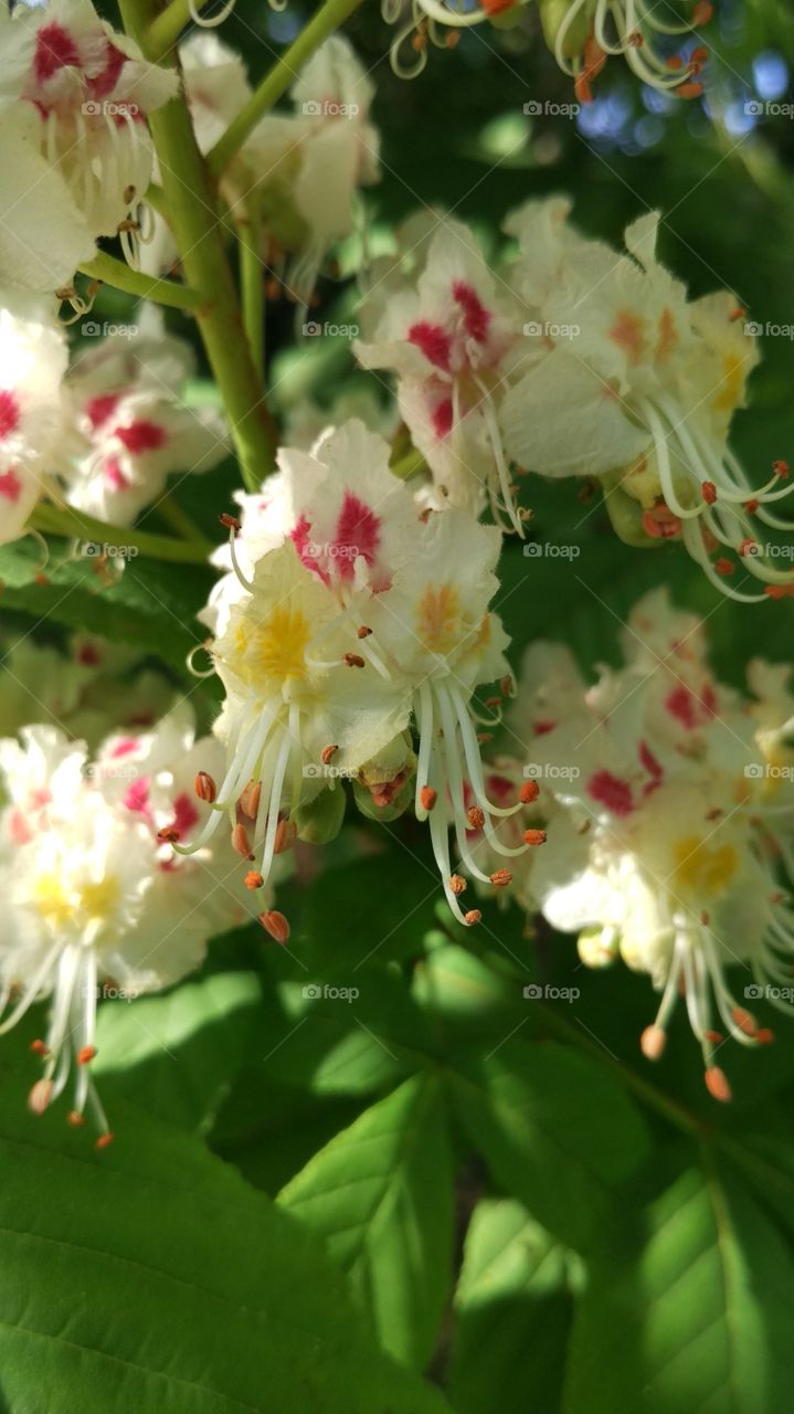 Chestnut tree flowers
