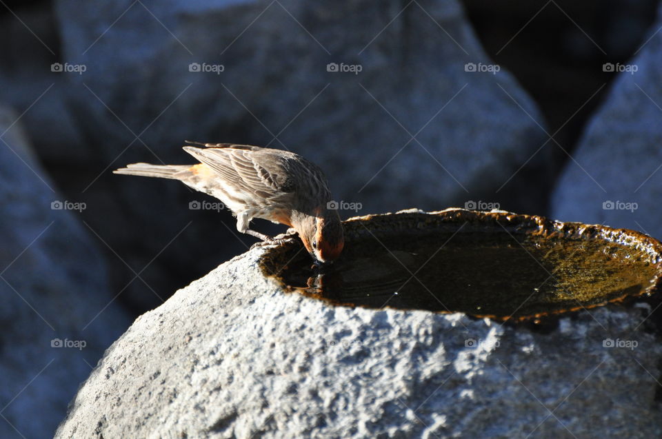 Red sparrow drinking water