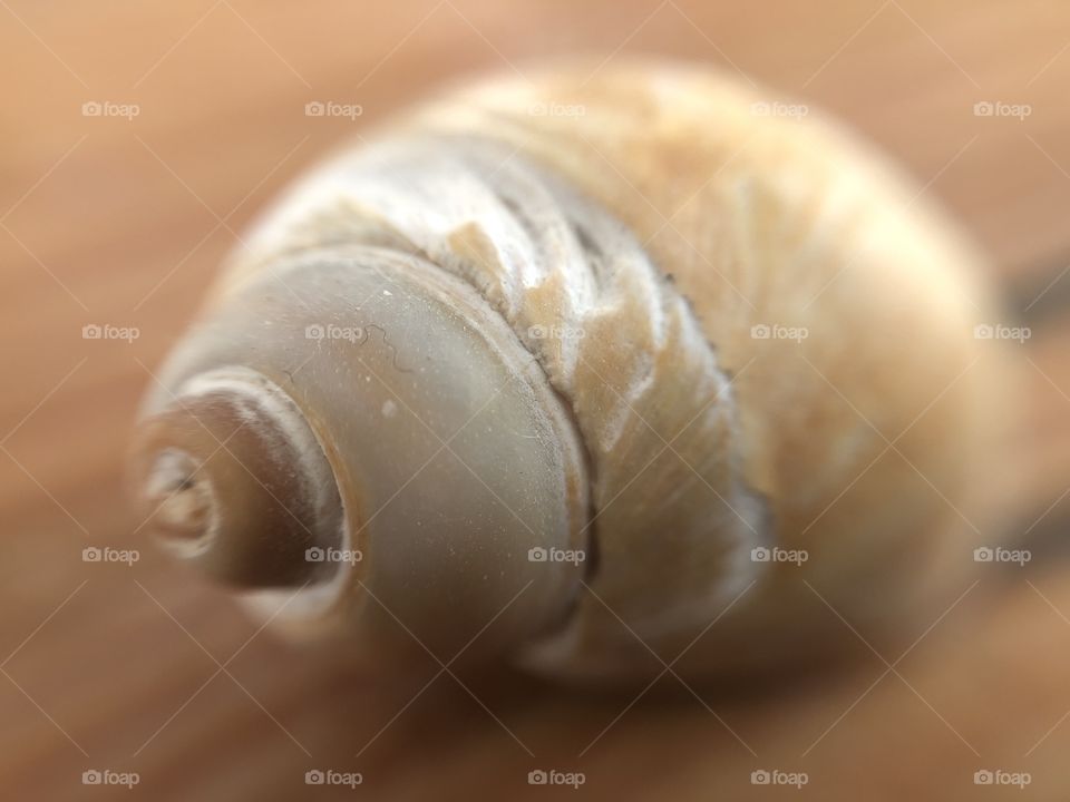 Shell