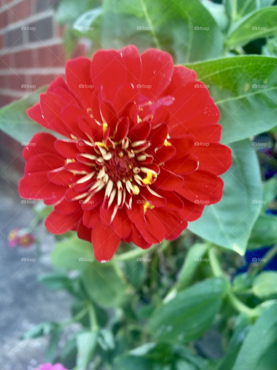 Red marigold flower