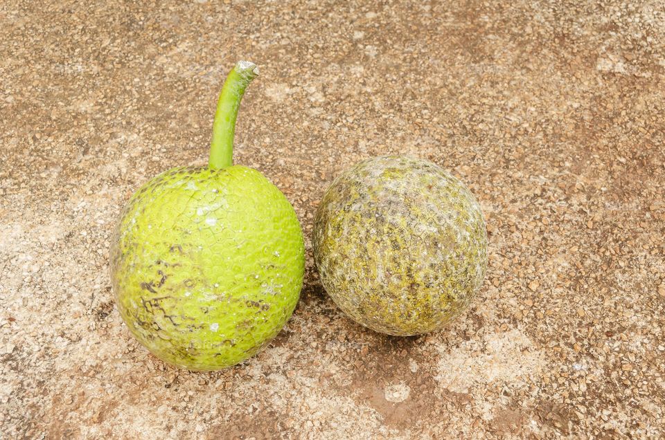 Breadfruits