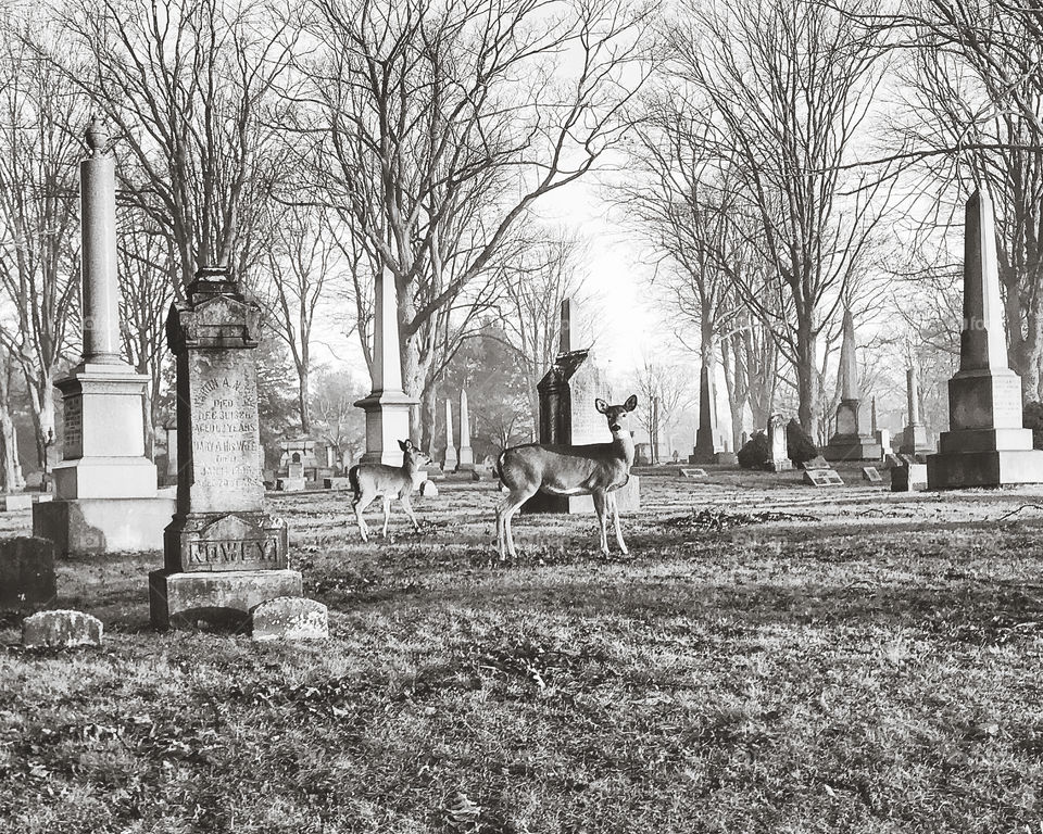 Black and white picture of deer in a cemetery 