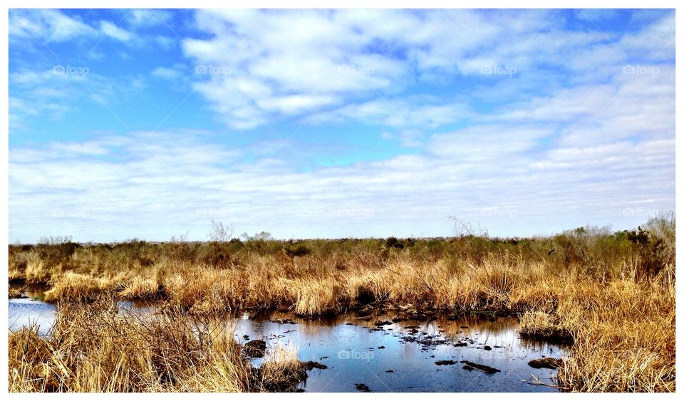 Louisiana Swamp skyline