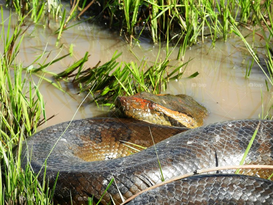 Safari search to see anaconda in nature