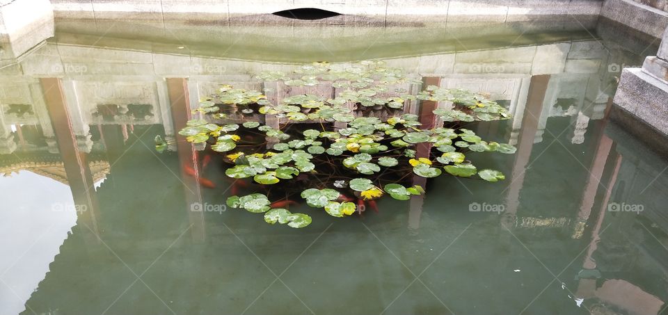 landscape of red fish in water with green lotus leaves to the side