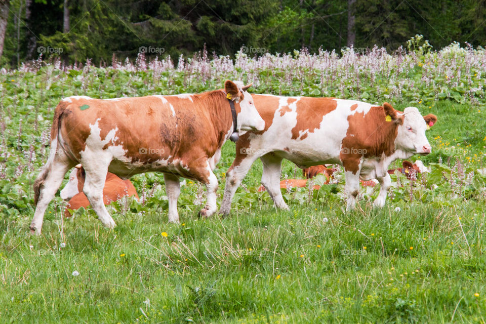 German cows at Spitzingsee