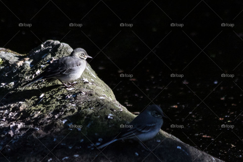 Sun shining on one little bird in dark woods 