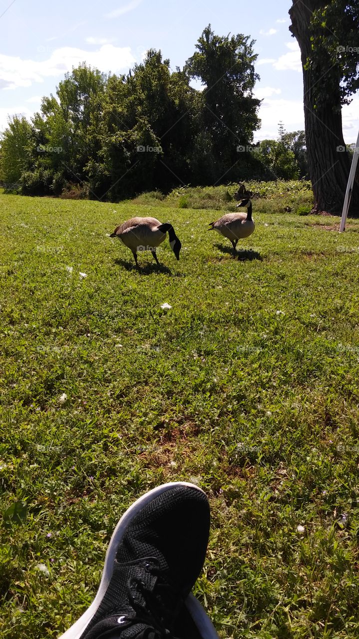 geese
