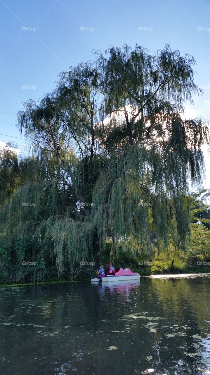 weeping willow over the lake