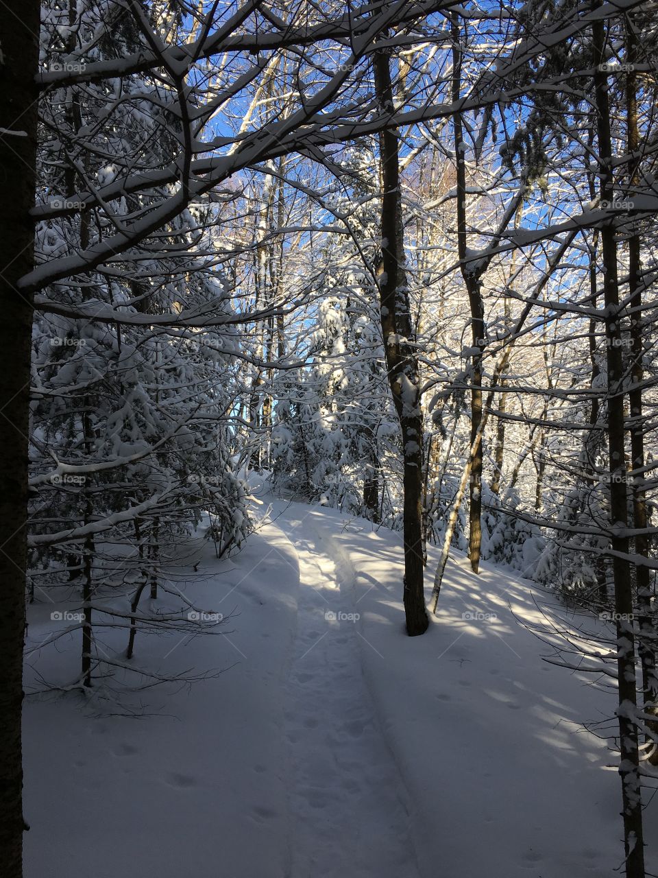 snowshoe trail in the northern ontario wilderness 