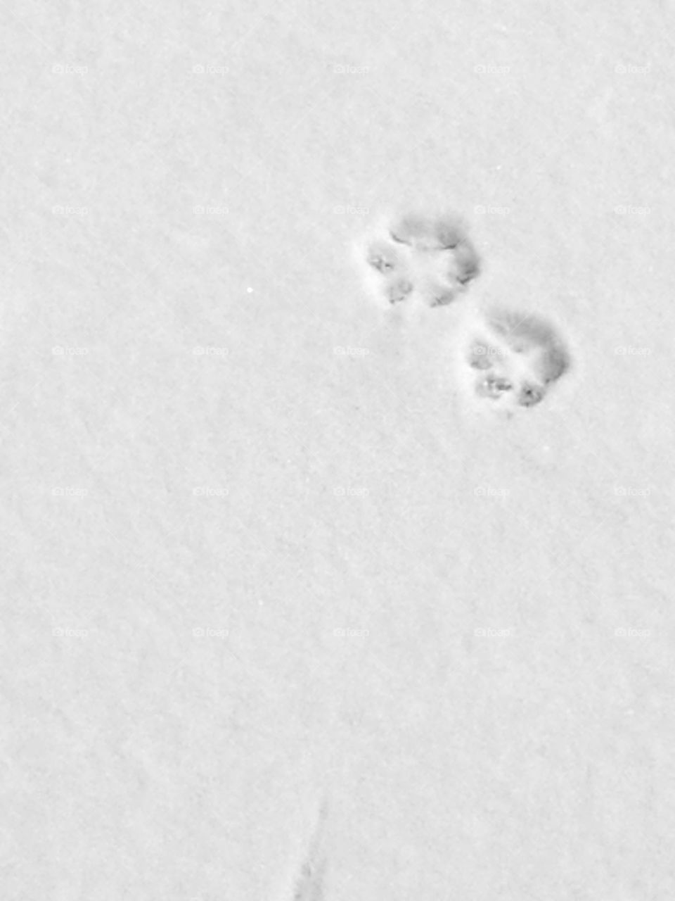 Paw Prints in Snow