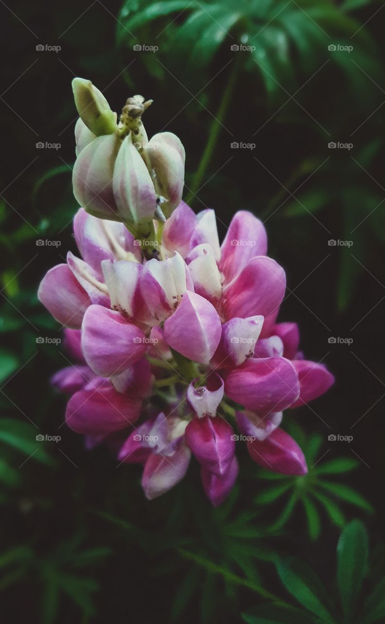 A vibrantly colored Lupine blooming in the garden.