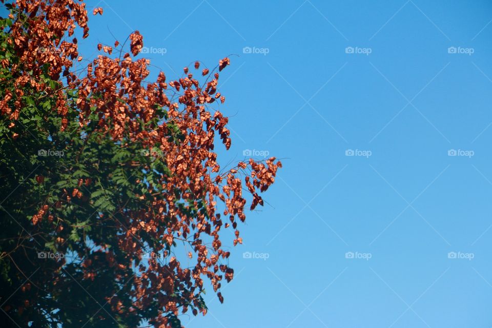 Some interesting plant