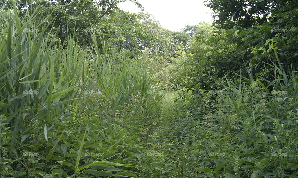 Green grass and trees