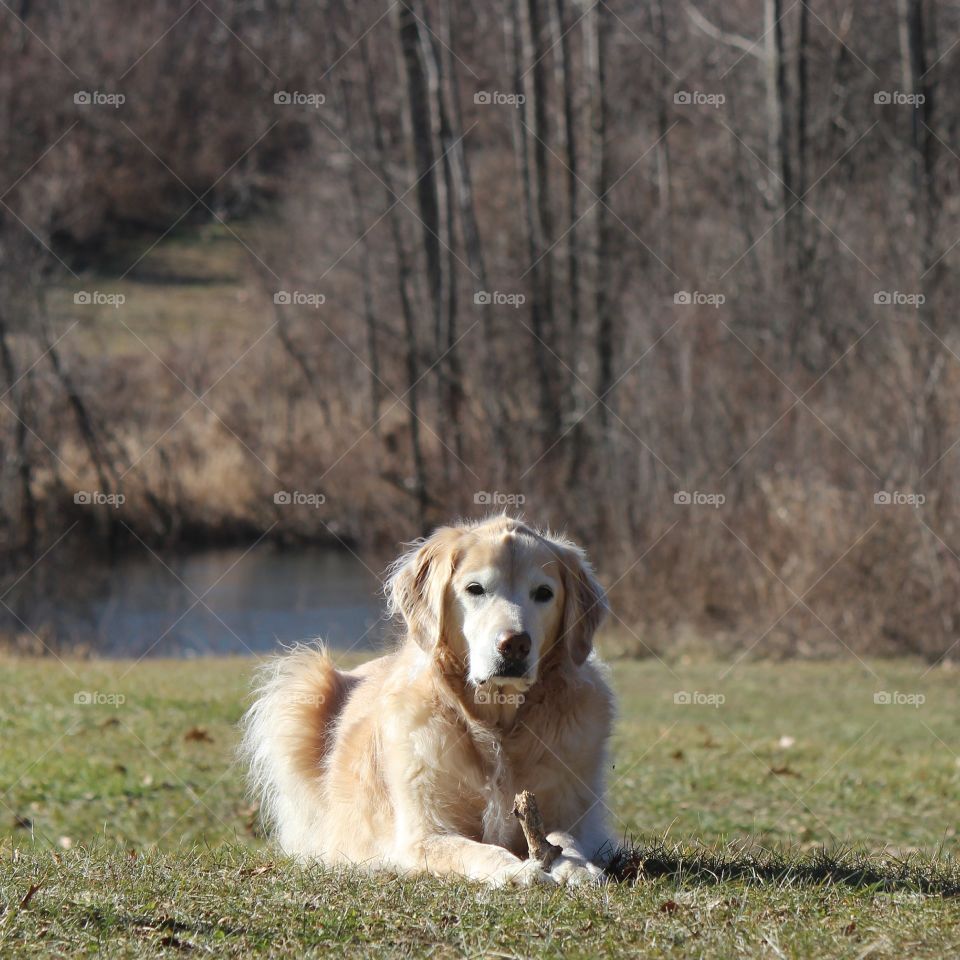 Enjoying some sunshine and a stick on a beautiful spring like winter day