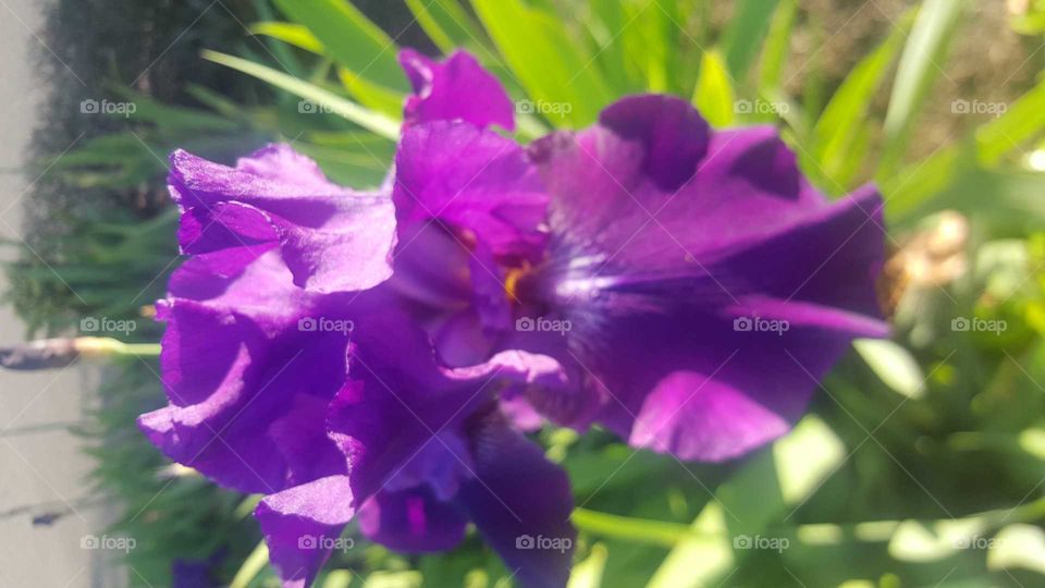 Irish a spring flowers. 
more beautiful as it purple color one of my favorites color, one again I took this picture from my Samsung galaxy S6